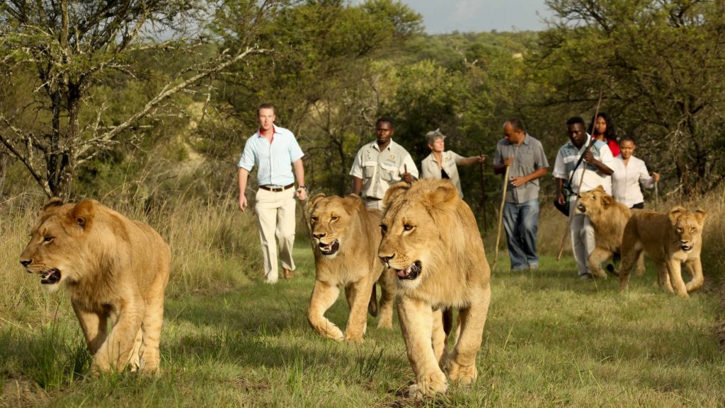 lions in Akagera National Park